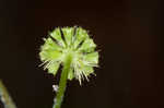 Clustered blacksnakeroot